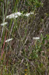 Largeleaf rose gentian